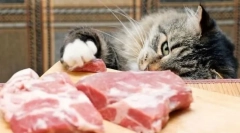 Што месо може да му се даде на мачката, така што тој не го започнува црвот